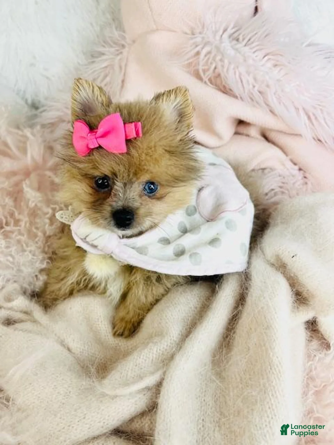 Pomeranian dogs for sale: Pomeranian Puppy 1 - Ad 3
