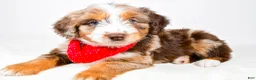 Aussiedoodle dogs for sale: Bear - Ad 1