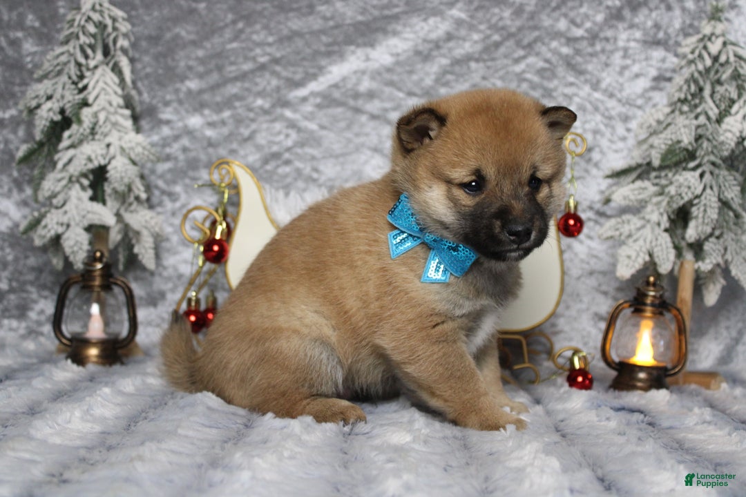 Shiba Inu dogs for sale: Whiskey - Ad 7
