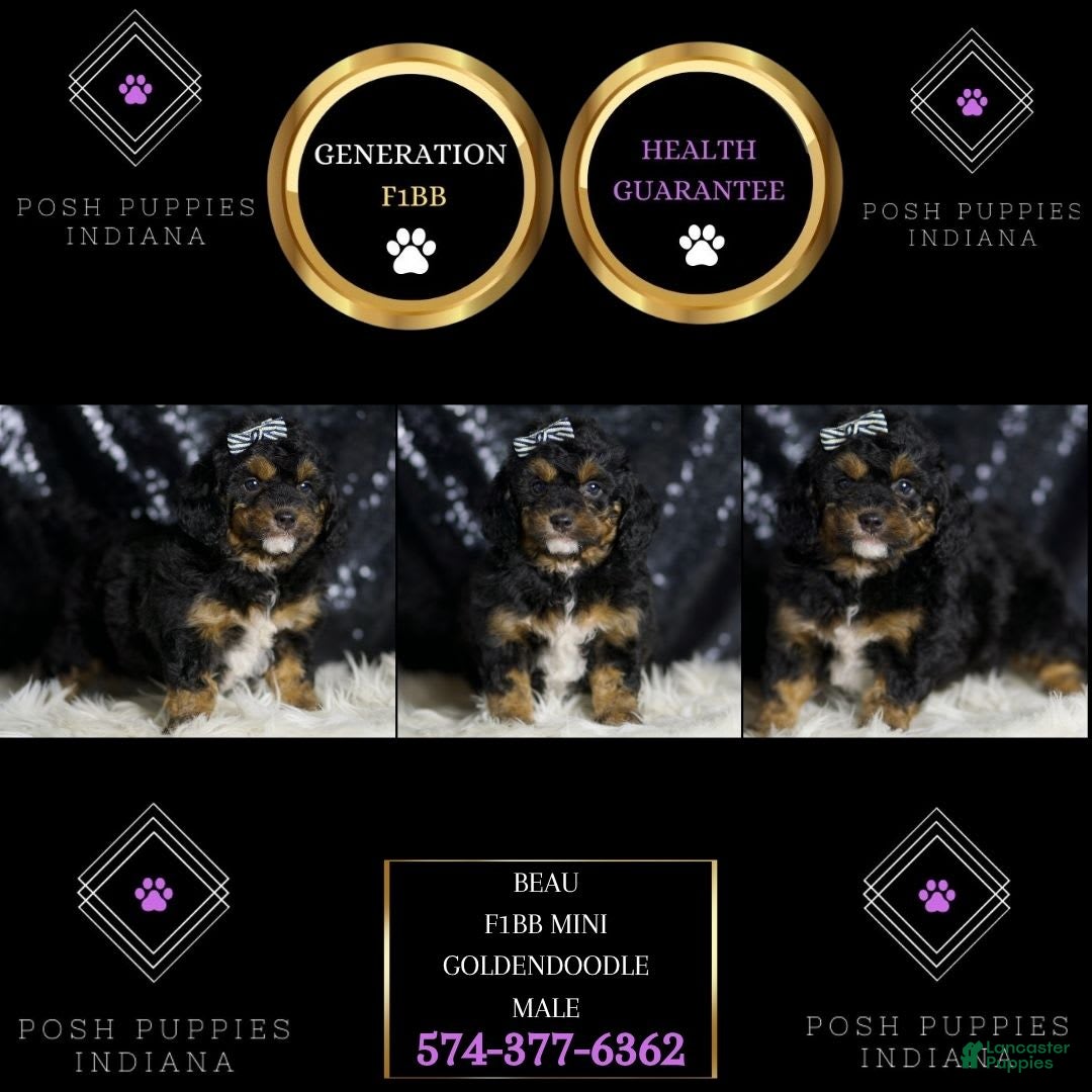 Mini Goldendoodle dogs Beau - Ad 32