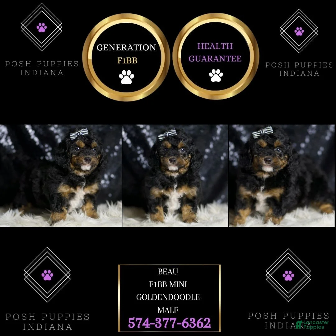 Mini Goldendoodle dogs for sale: Beau - Ad 1
