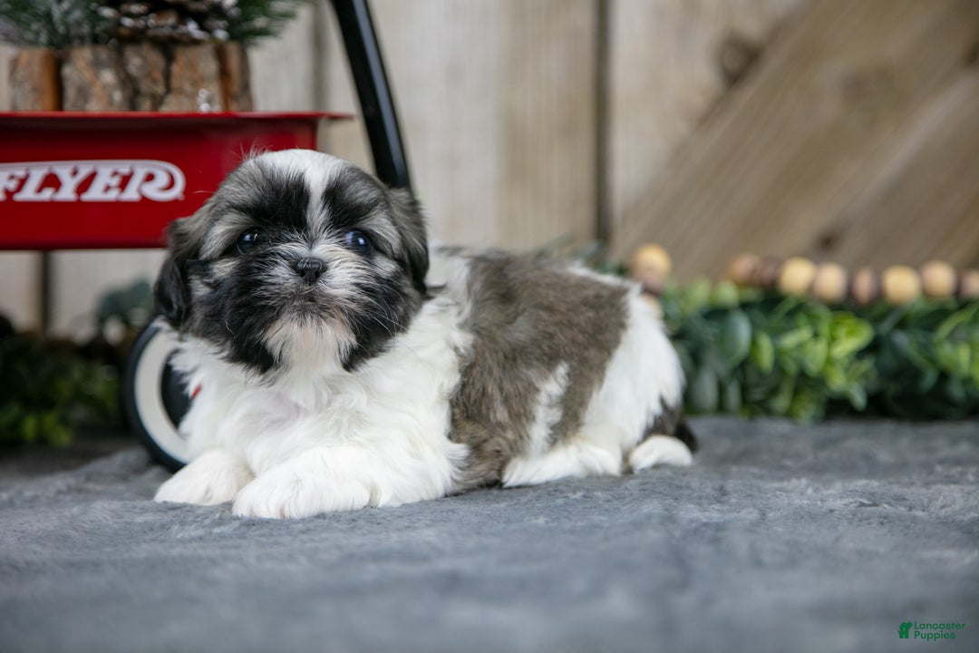 Shih Tzu dogs for sale: Nelly - Ad 2