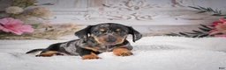 Miniature Dachshund dogs for sale: AKC-Marco - Ad 1