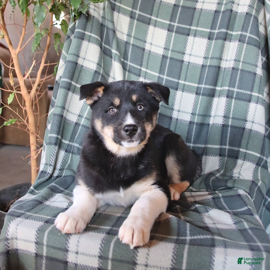 Mixed Breed dogs Stormy - Ad 2