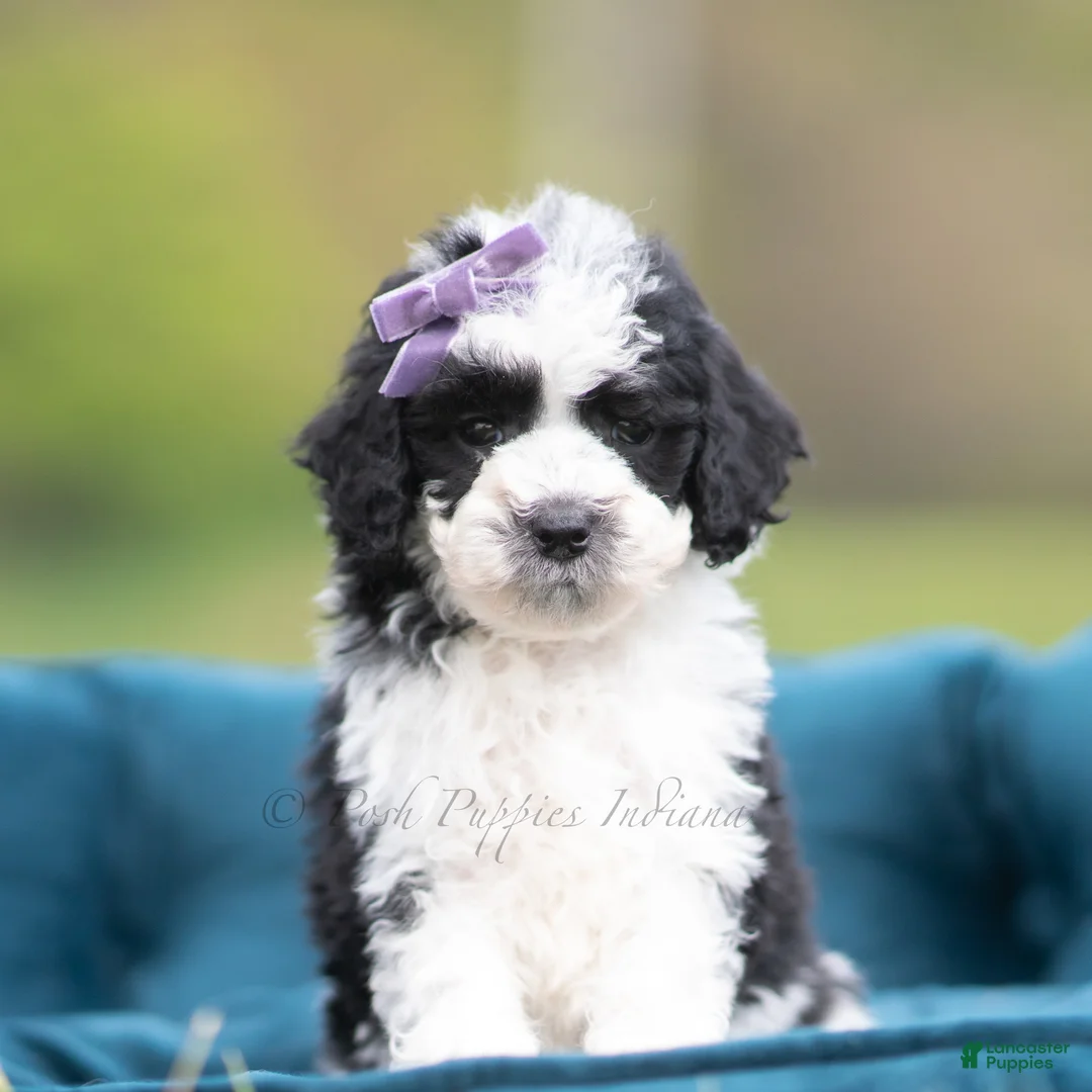 Maltipoo dogs for sale: Zoie - Ad 2