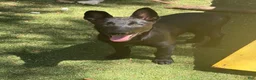 Belgian Malinois dogs for sale: Stud muffin #1 - Ad 2