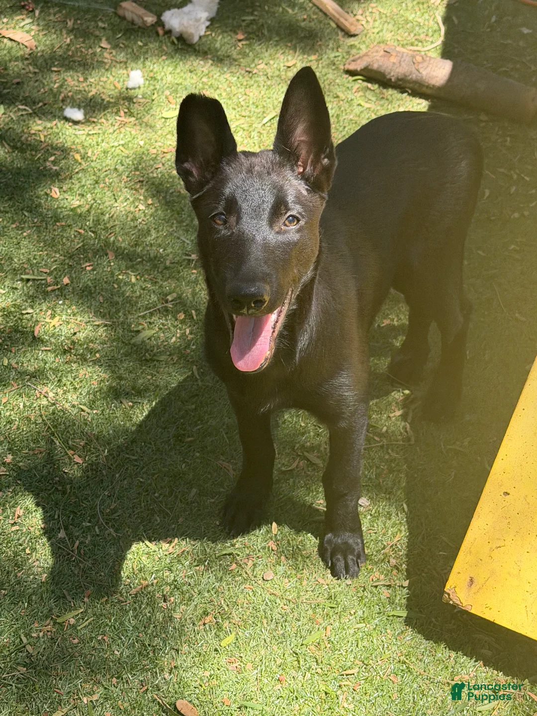 Belgian Malinois dogs for sale: Stud muffin #1 - Ad 2