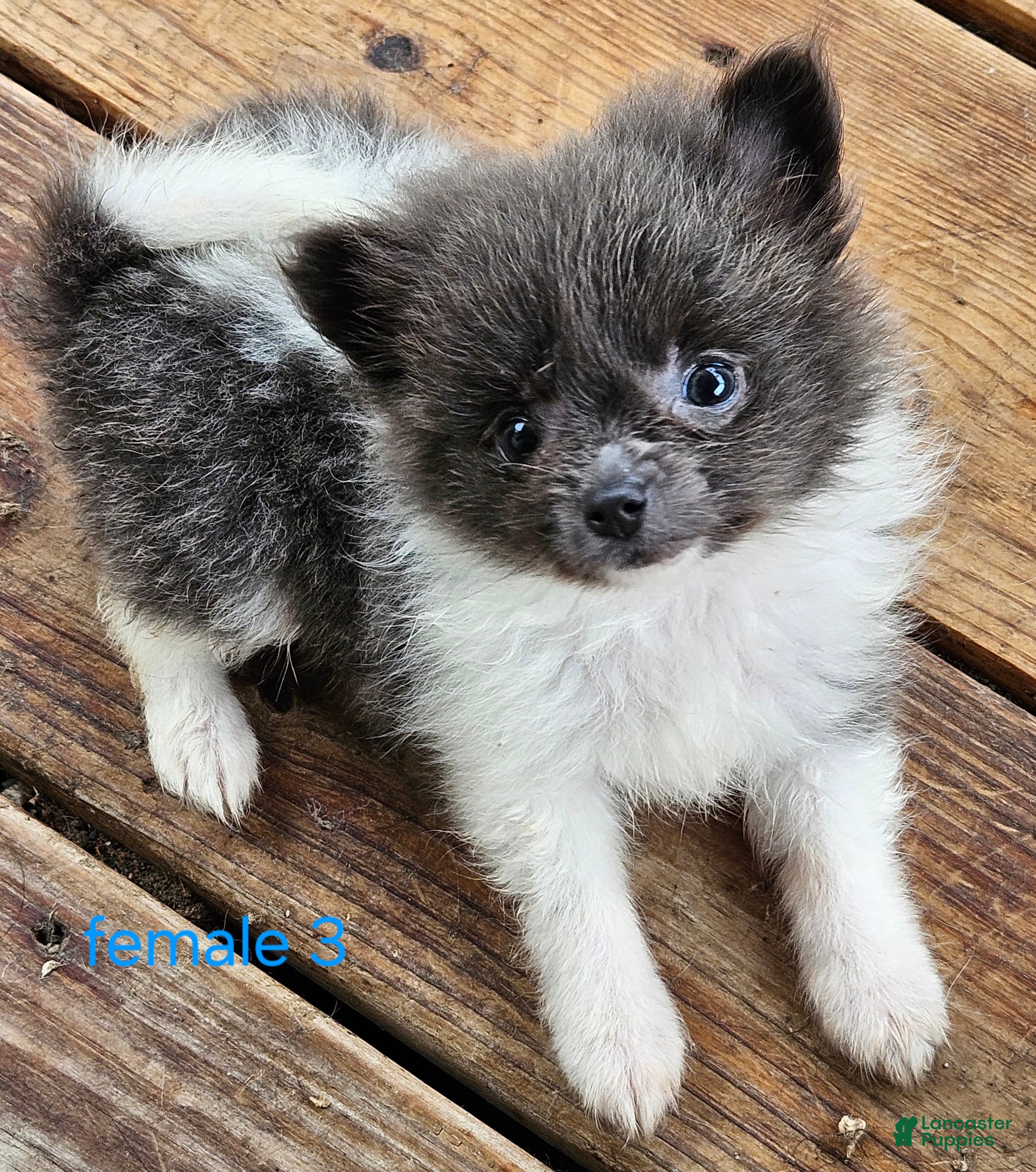 Pomeranian dogs Liberty  - Ad 2
