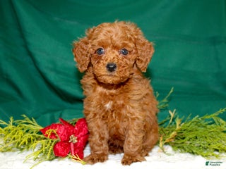 Miniature Poodle dogs - Ad 7