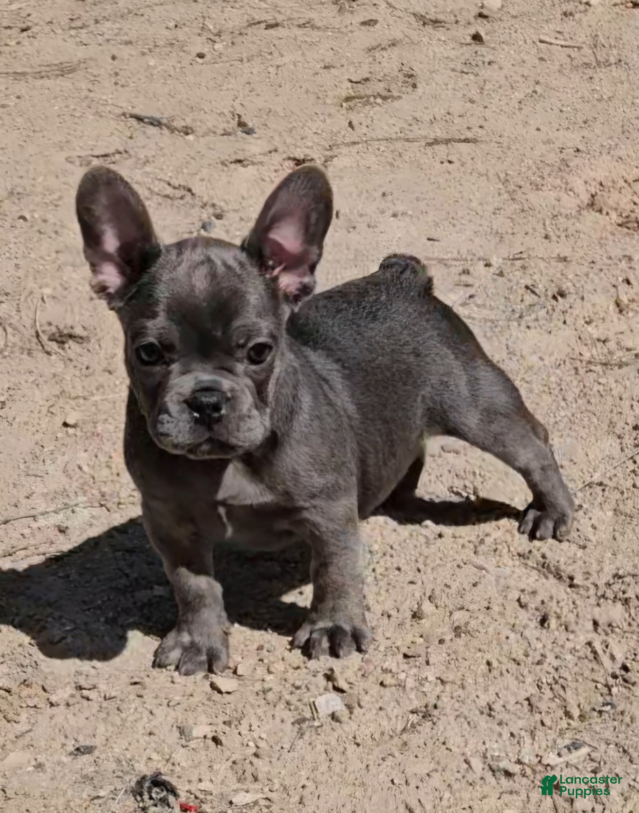 French Bulldog dogs French Bulldog Puppy 3 - Ad 38