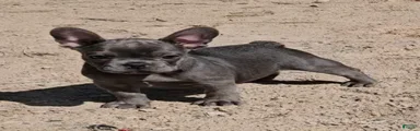 French Bulldog Puppy 3