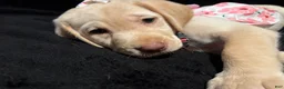 Labrador Retriever dogs for sale: Barbie (pink)  - Ad 2