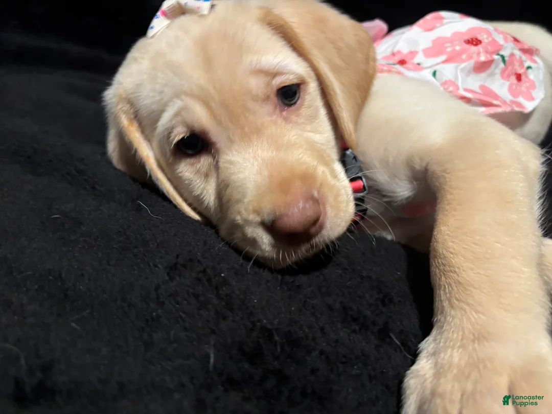 Labrador Retriever dogs for sale: Barbie (pink)  - Ad 2