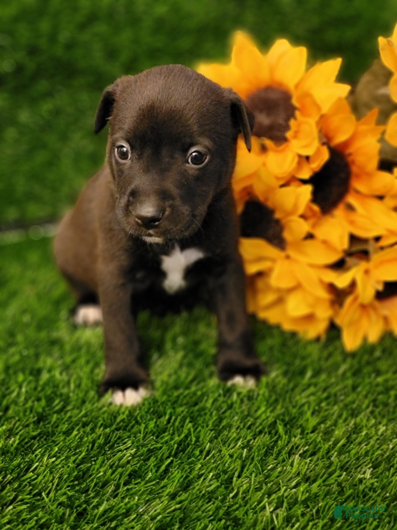 Mixed Breed dogs for sale: Timon (neon green collar) - Ad 3