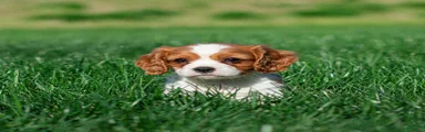 Carl Cavalier King Charles Spaniel Puppy 