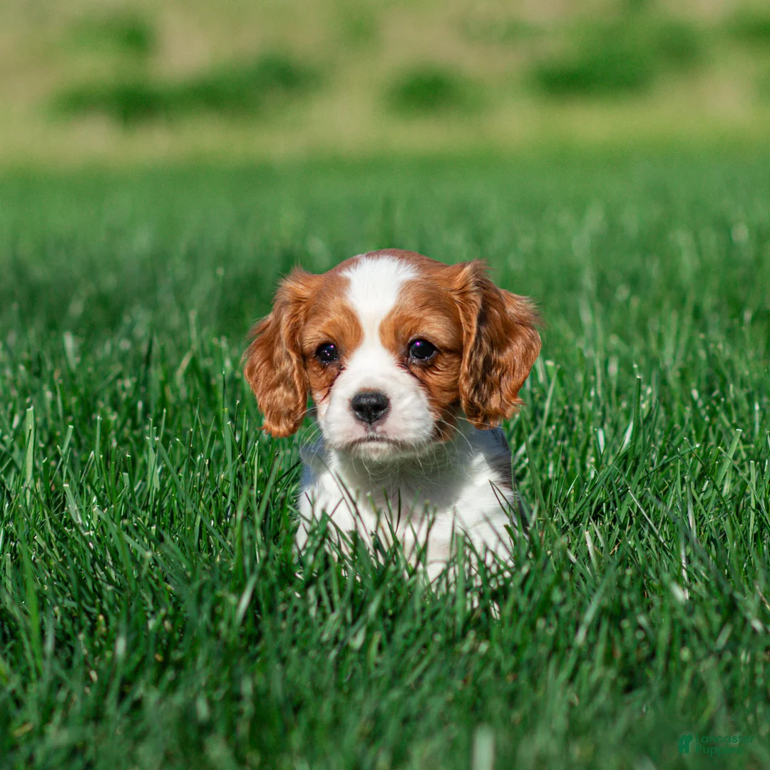 Cavalier King Charles Spaniel dogs for sale: Carl Cavalier King Charles Spaniel Puppy  - Ad 1