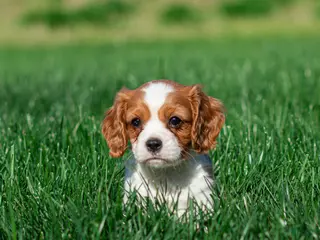 Cavalier King Charles Spaniel dogs for sale: Carl Cavalier King Charles Spaniel Puppy - Ad 1