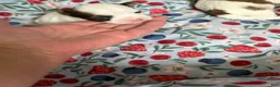 Shorkie dogs for sale: Shorkie 2 - Ad 1