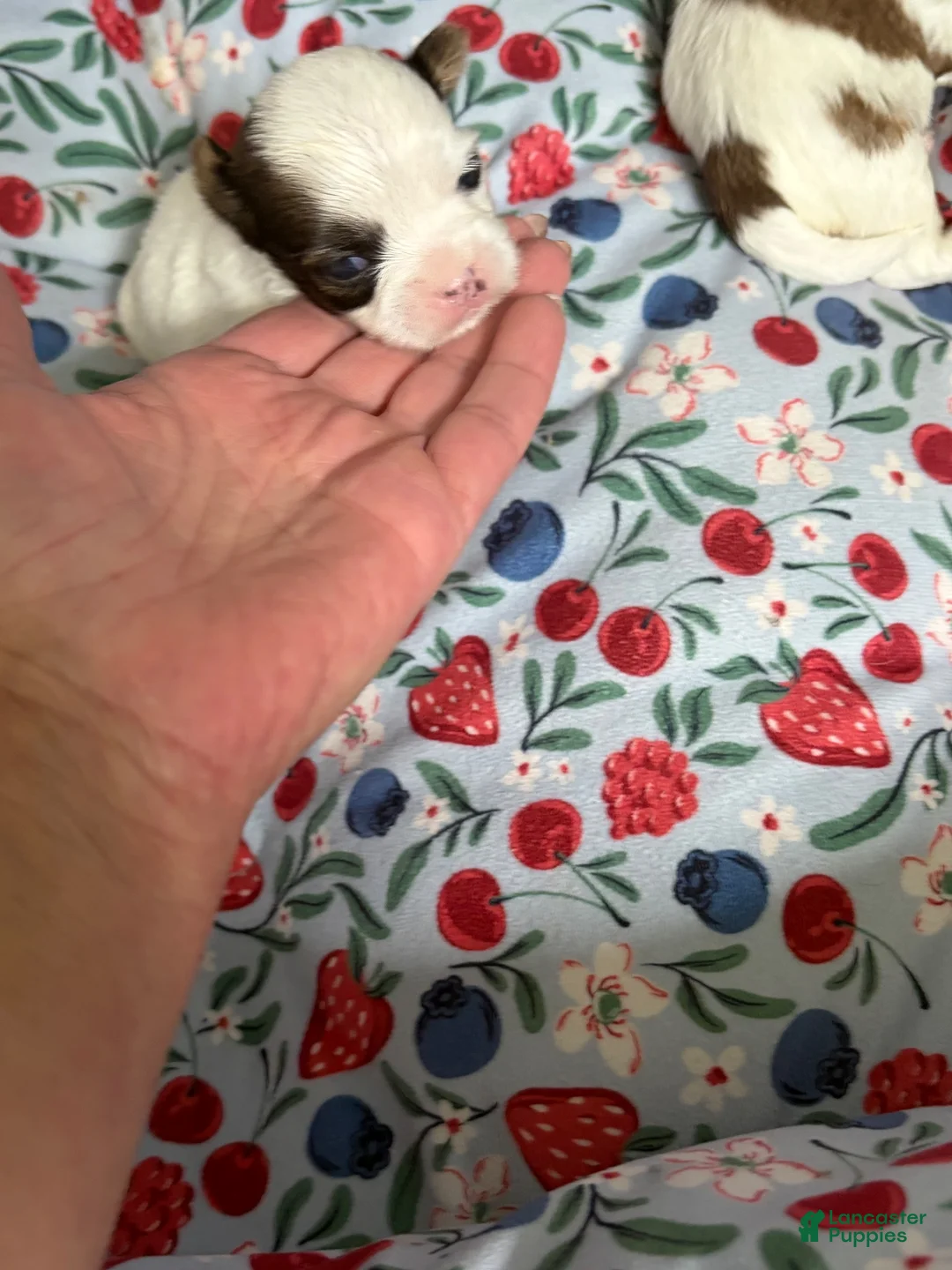 Shorkie dogs for sale: Shorkie 2 - Ad 1