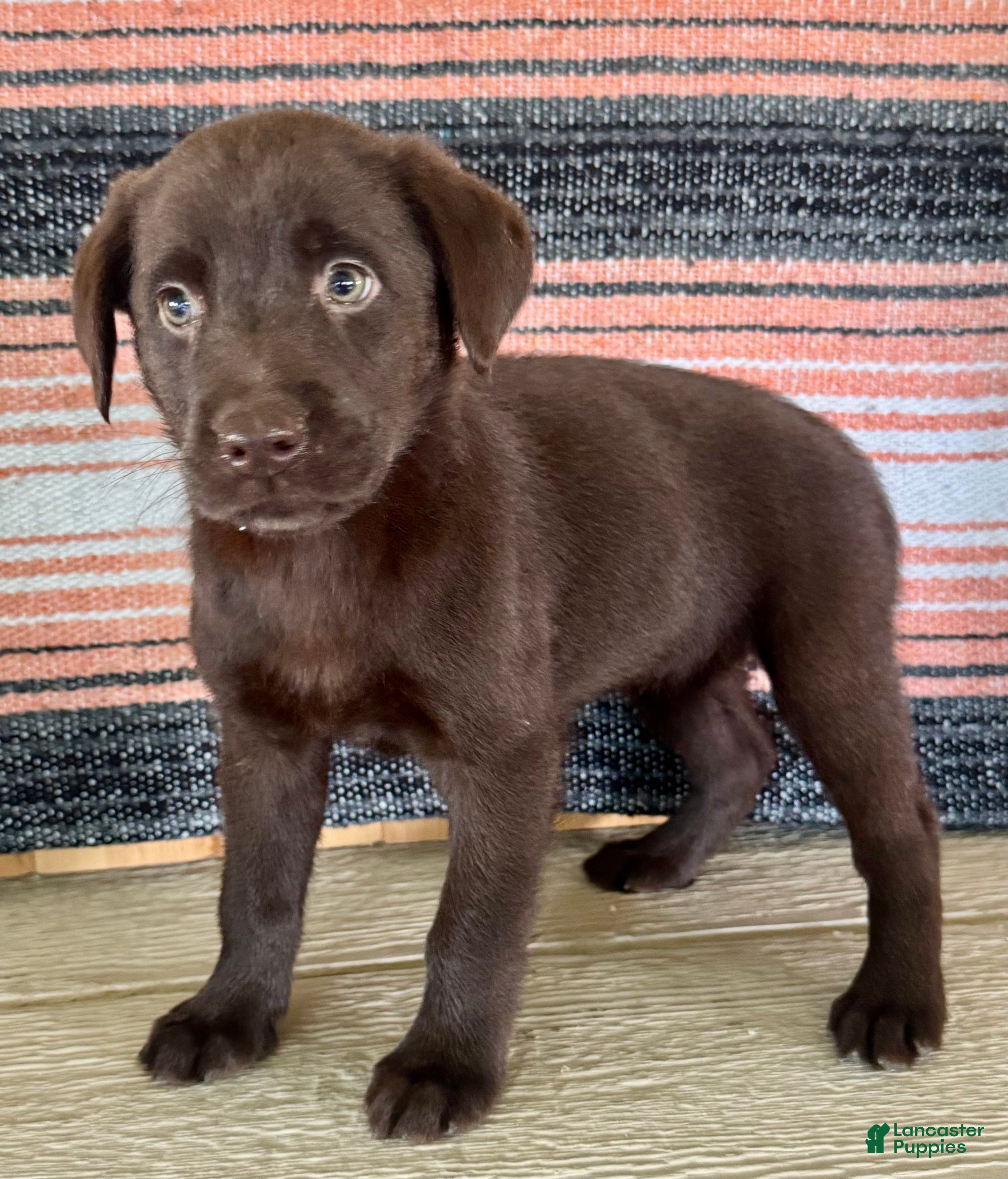 Labrador Retriever dogs Cloe  - Ad 1