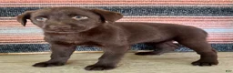 Labrador Retriever dogs for sale: Cloe  - Ad 1