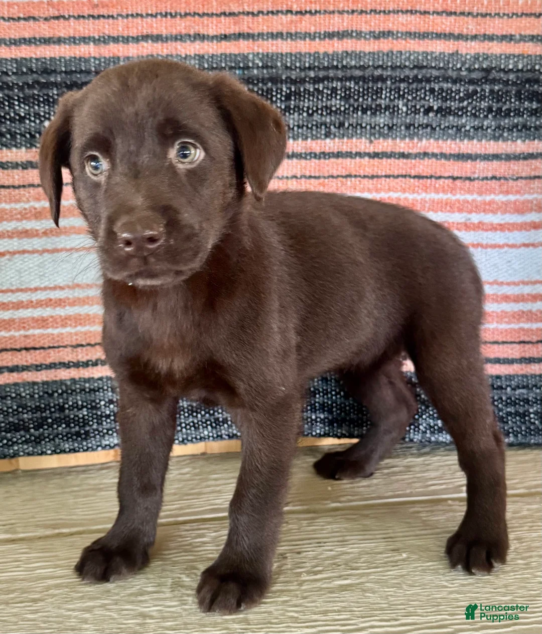 Labrador Retriever dogs for sale: Cloe  - Ad 1