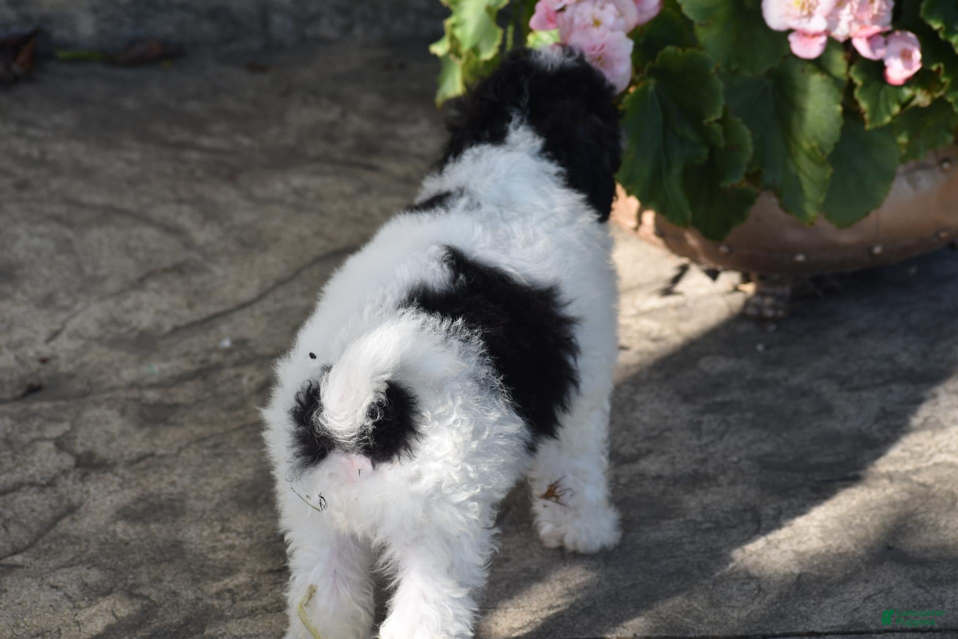 Bichpoo dogs for sale: Mr Dane - Ad 2