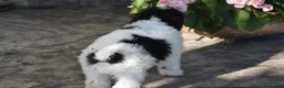 Bichpoo dogs for sale: Mr Dane - Ad 2