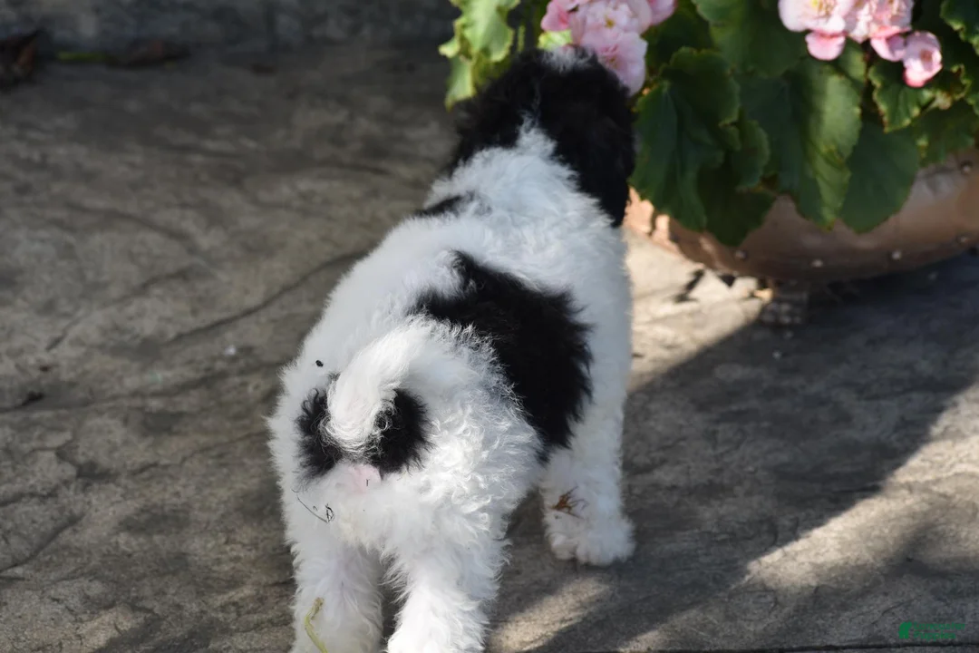 Bichpoo dogs for sale: Mr Dane - Ad 2