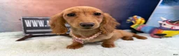 Miniature Dachshund dogs for sale: Russian red Triscuit larger - Ad 10