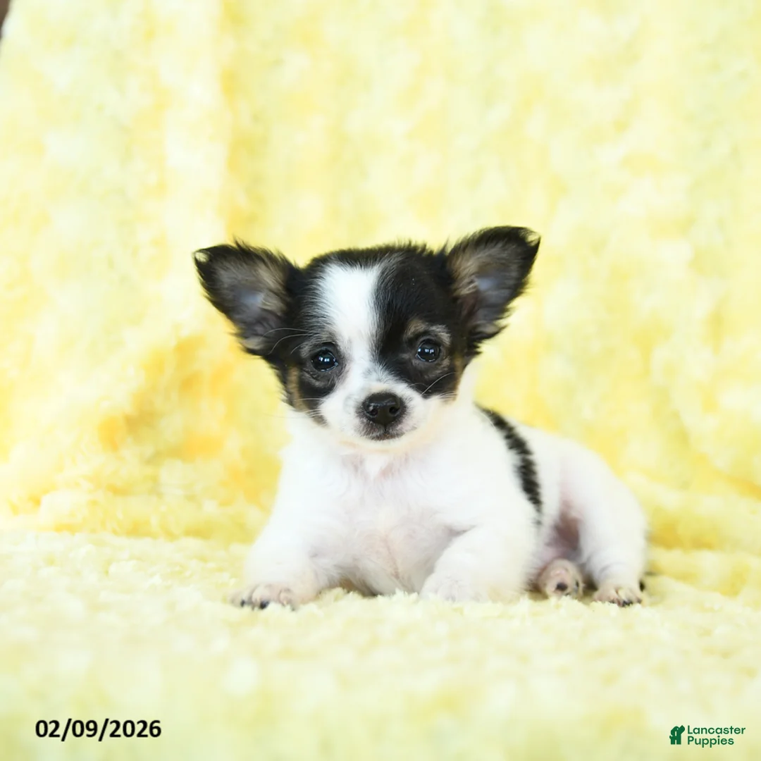 Chihuahua dogs for sale: Tiny Tim - Ad 4