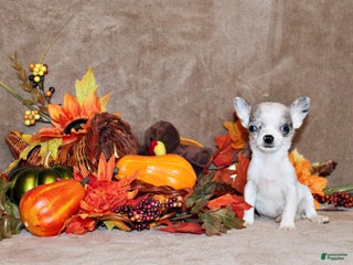 Chihuahua dogs Loxley - Ad 6