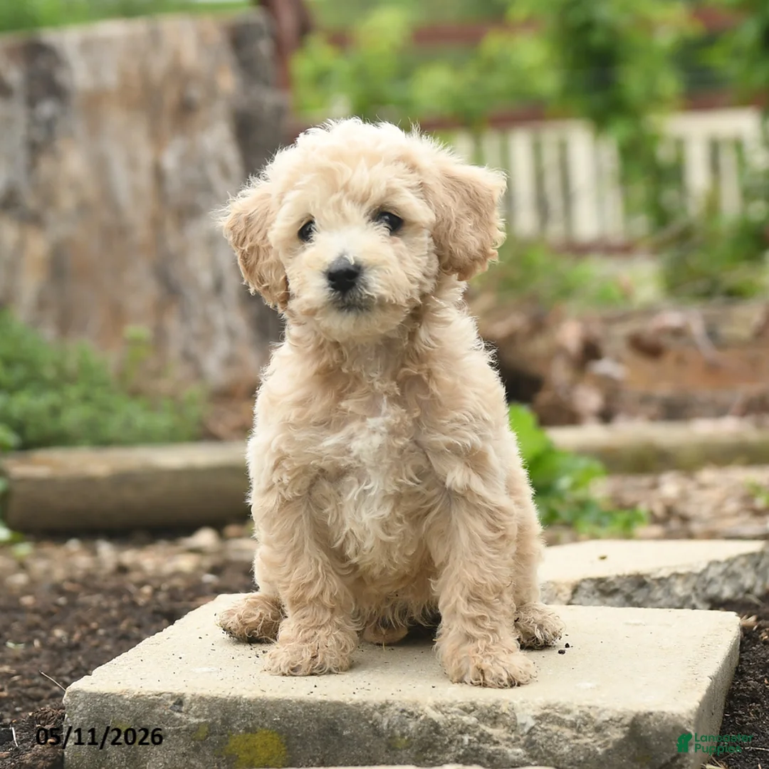 Bichpoo dogs for sale: Valentine - Ad 1