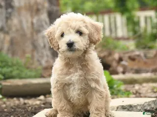 Bichpoo dogs for sale: Valentine - Ad 4