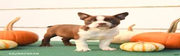 Boston Terrier dogs for sale: Ariel - Ad 3