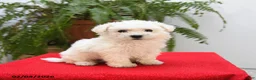 Bichon Frise dogs for sale: Finn - Ad 3