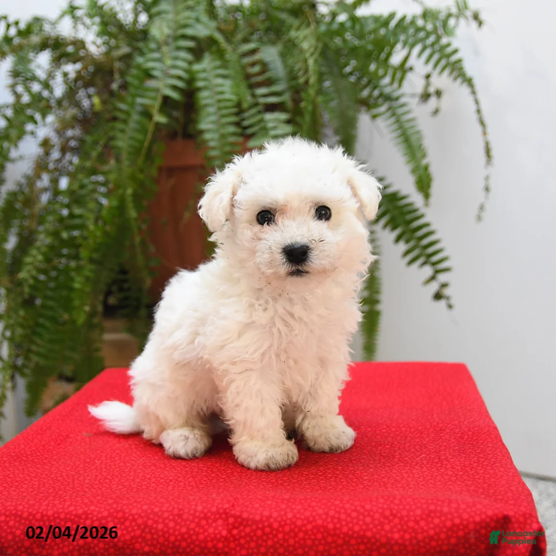 Bichon Frise dogs for sale: Finn - Ad 3