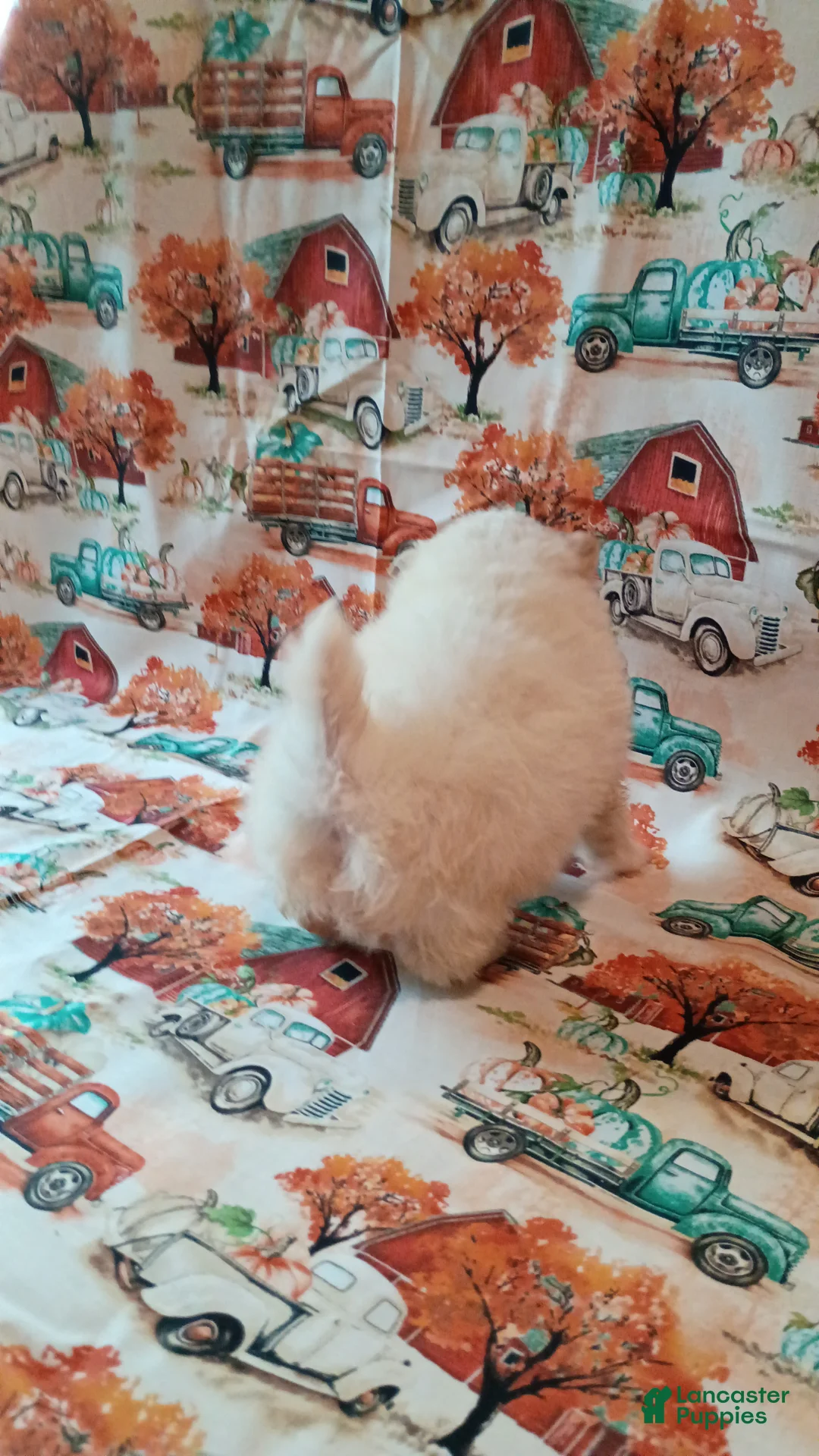 Pomeranian dogs for sale: Pomeranian 1 - Ad 2