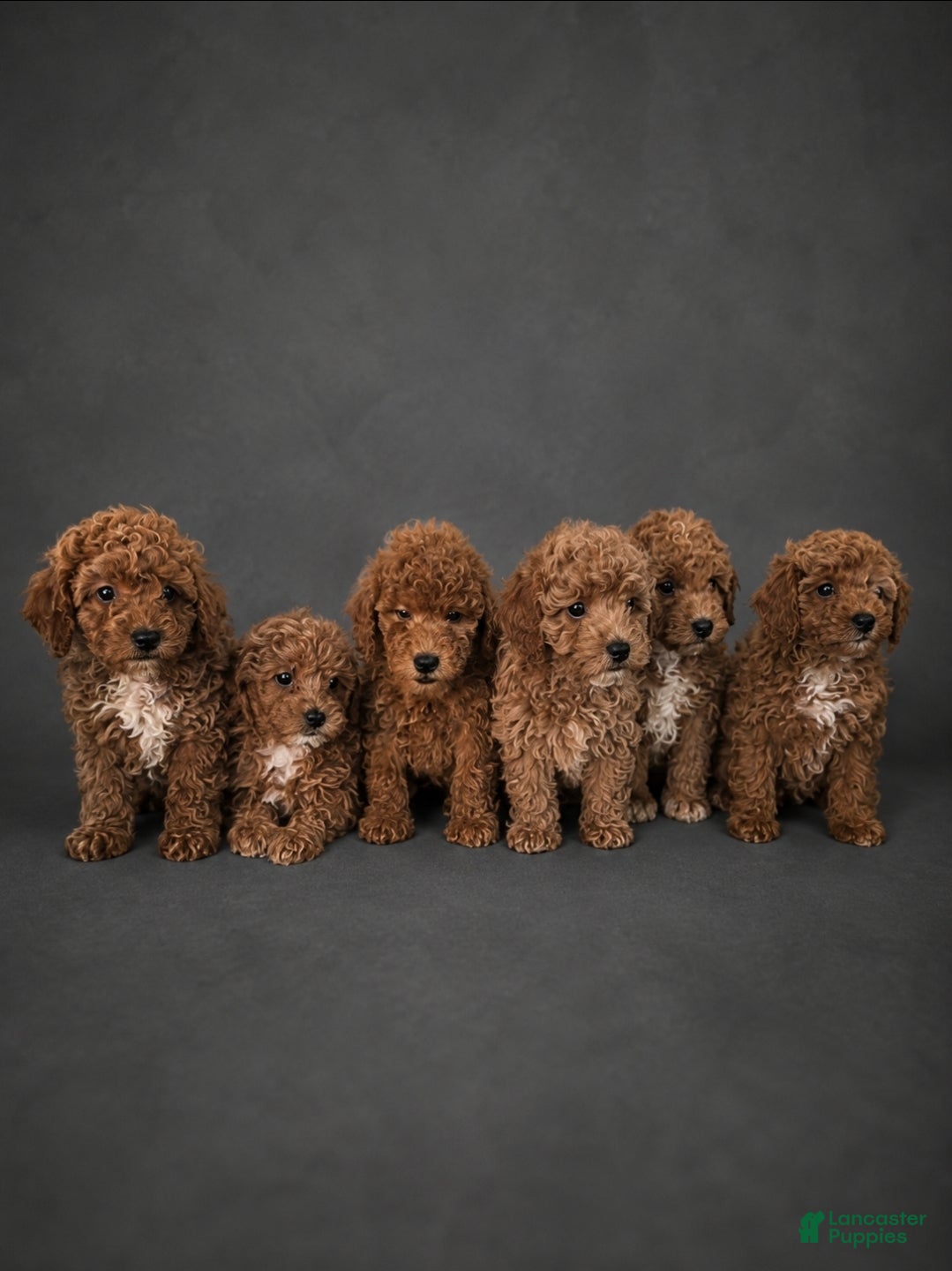 Miniature Poodle dogs Miniature Poodle Puppy 5 - Ad 31