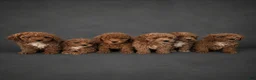 Miniature Poodle dogs for sale: Miniature Poodle Puppy 5 - Ad 1