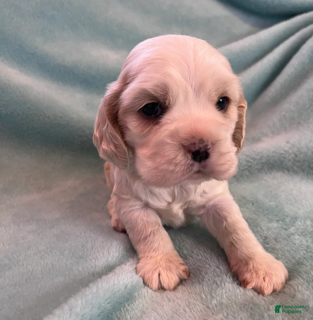 Cocker Spaniel dogs for sale: Bailey  - Ad 4