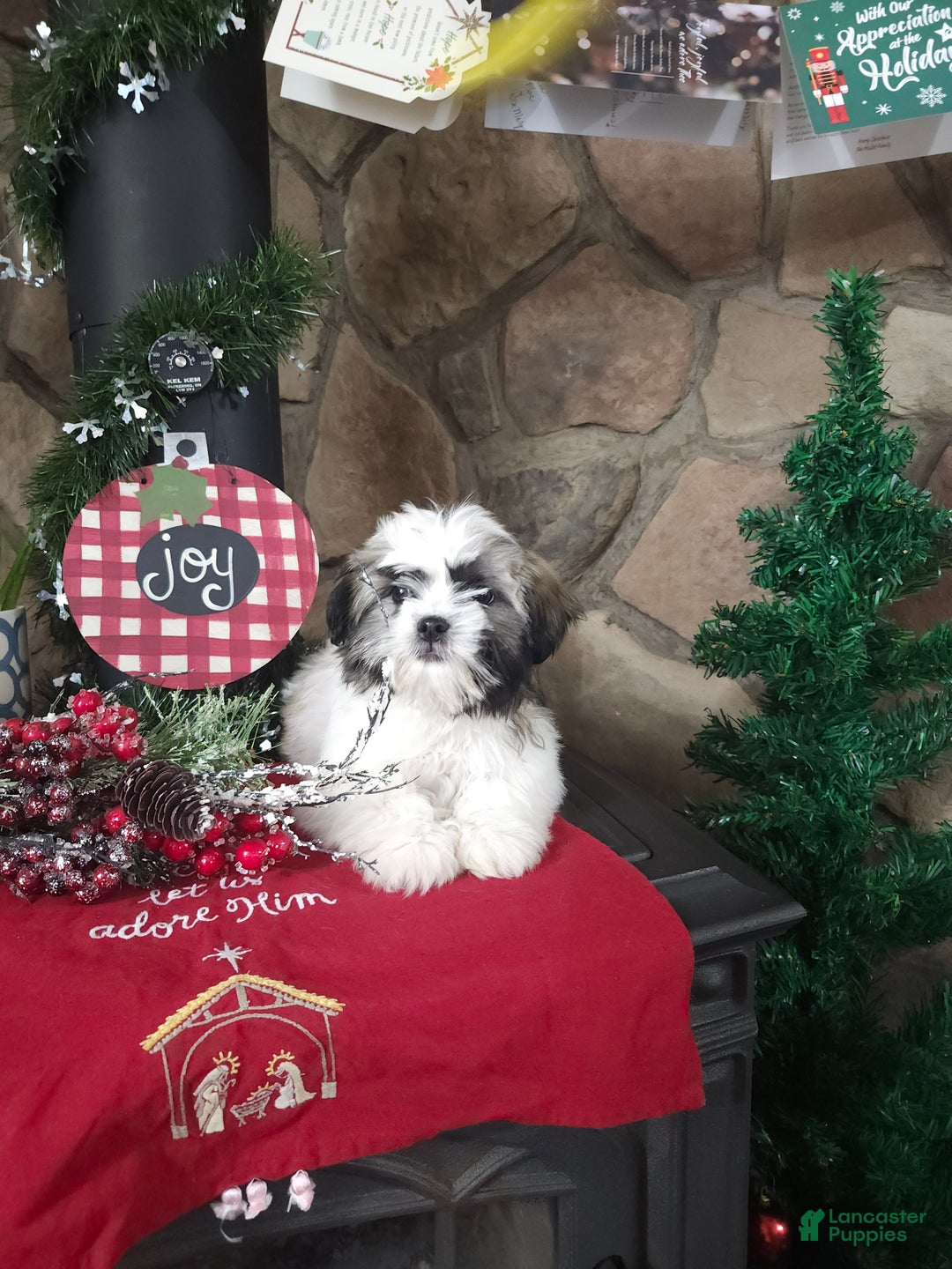 Mixed Breed dogs for sale: Sammy - Ad 2