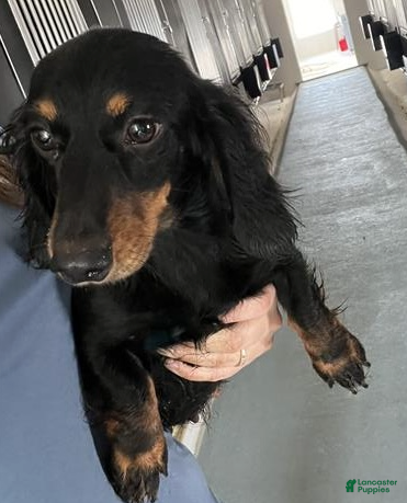 Miniature Dachshund dogs for sale: Rosa - Ad 4