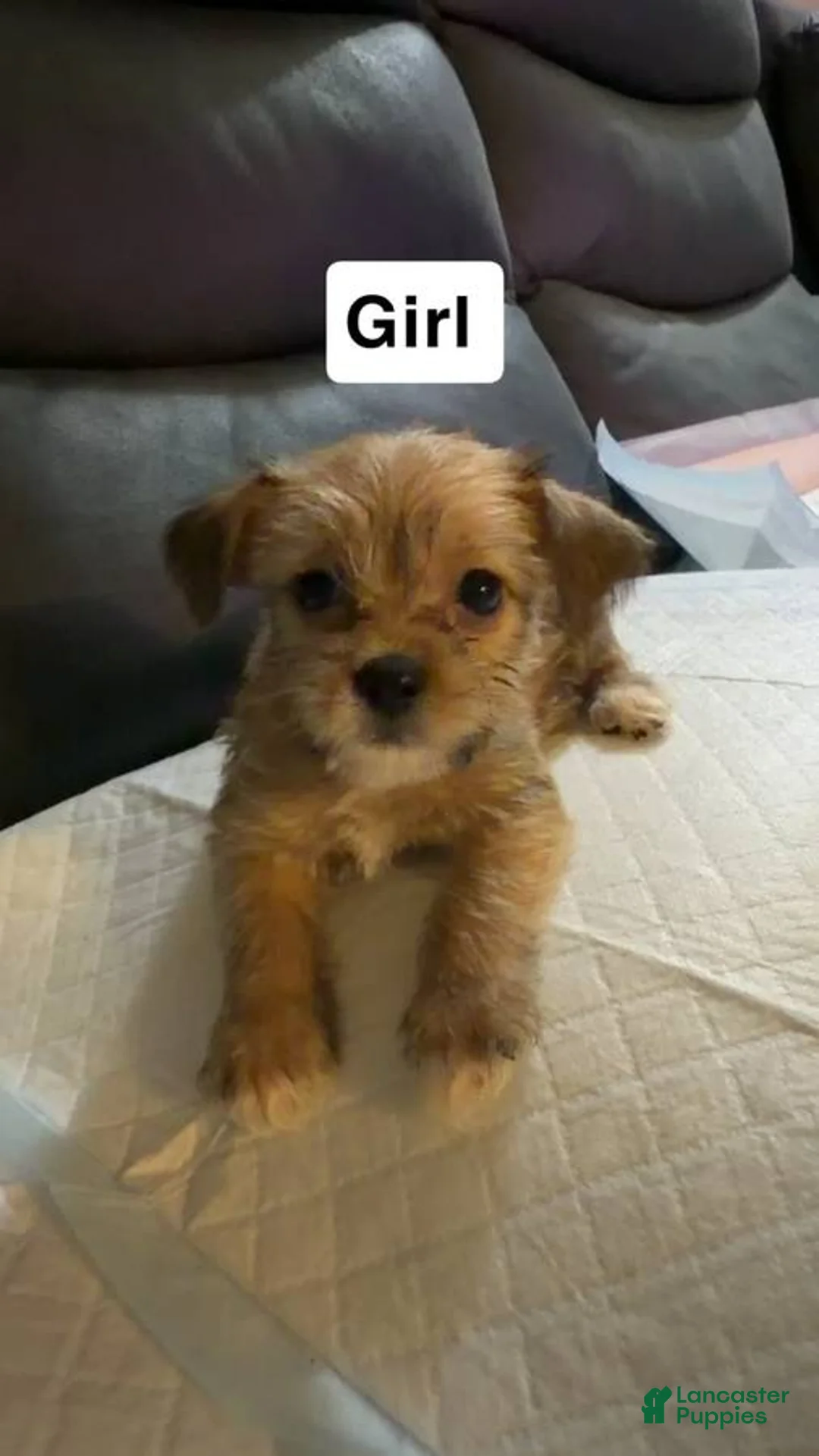 Shorkie dogs for sale: Shorkie Puppy 3 - Ad 1