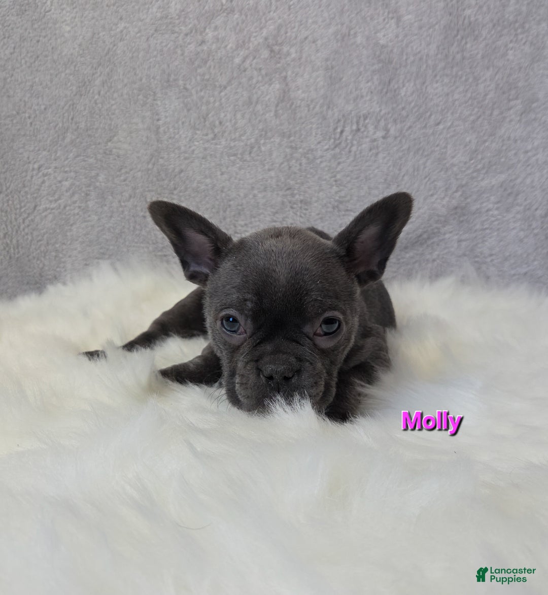 Mixed Breed dogs for sale: Molly - Ad 3