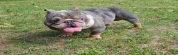 English Bulldog dogs for stud: Kobe Stud service - Ad 3