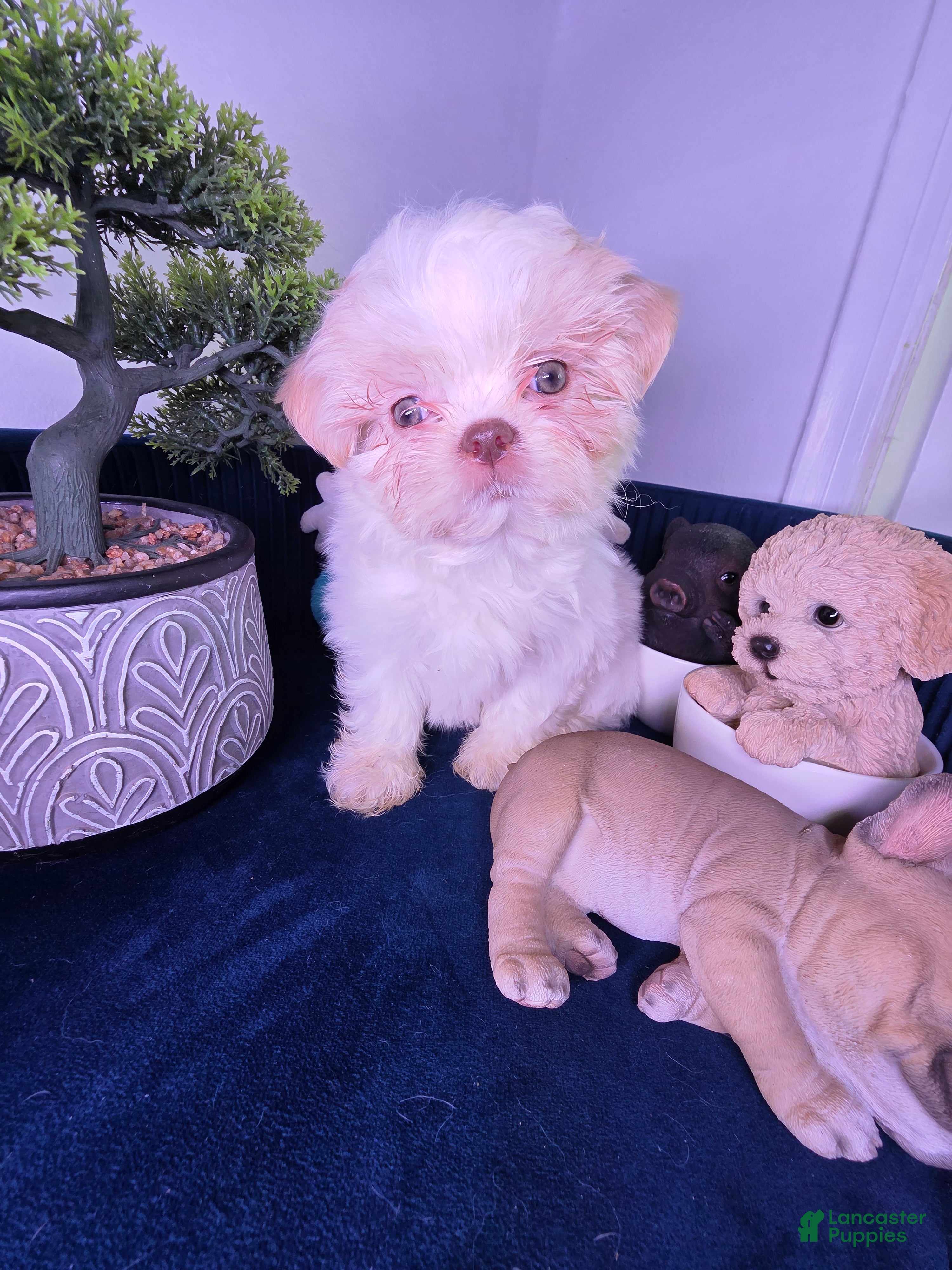 Shih Tzu dogs Shih Tzu lucas - Ad 1