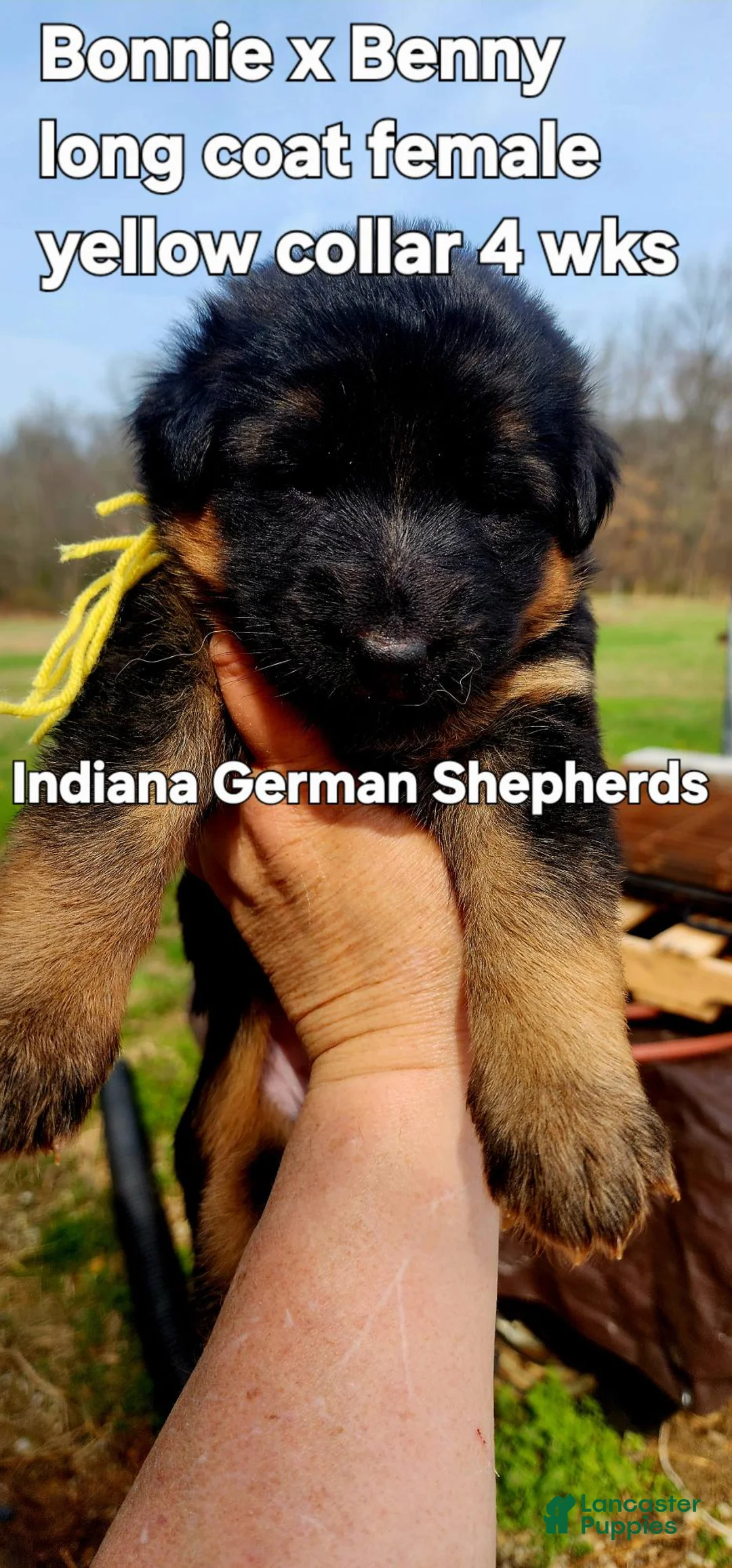 German Shepherd dogs for sale: German Shepherd Puppy pink collar - Ad 1