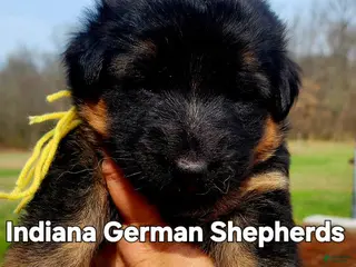 German Shepherd dogs German Shepherd Puppy pink collar - Ad 42