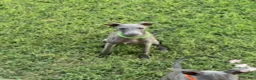Italian Greyhound dogs for sale: Usher - Ad 9